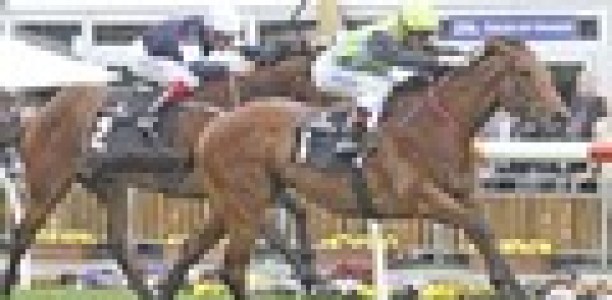 Golden Rose winner back in work