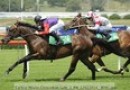 Estimate’s poor showing rules Melbourne Cup out