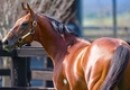 Proposal to ban Lasix in US racing opposed