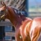Proposal to ban Lasix in US racing opposed
