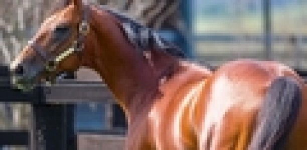 Proposal to ban Lasix in US racing opposed