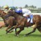 Tiger Tees clear cut Aurie’s Star favourite