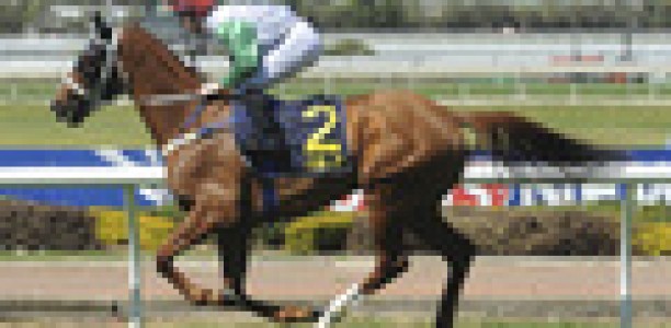 Exhibition gallops at Rosehill Gardens