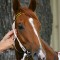 Weld cautious about Pale Mimosa coming to Melbourne