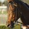 Country trainer charged over positive swab