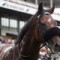 Trainer disqualified over animal cruelty charges