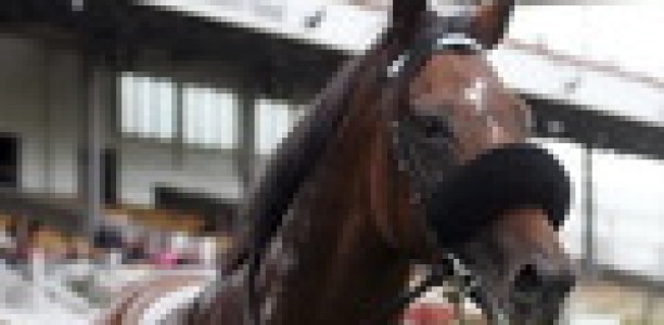 Trainer disqualified over animal cruelty charges