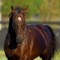Dwyer can re-apply for jockeys licence