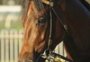 Deane Martin gets 1kg penalty for Melbourne Cup