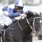 Query over Zebulon in Caulfield Guineas