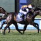 Vet check show Divan’s immure system challenged