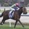 Cauthen will run at Caulfield