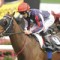 Go Indy Go on trial for Cox Plate berth