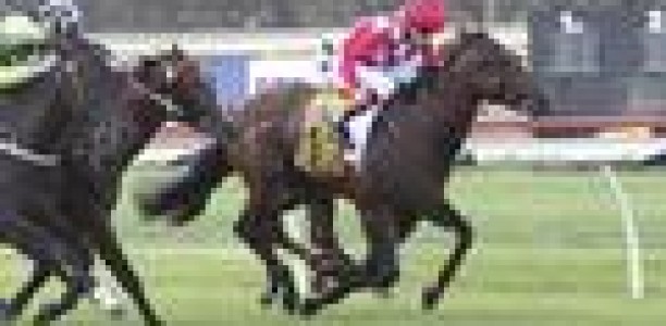 Iconic the forgotten horse in Schillaci Stakes