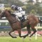 Top Kiwi scratched from $1 million Caulfield Guineas