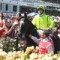 Dandino scratched from Caulfield Cup