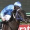No Cox Plate late entry for Fontein Ruby
