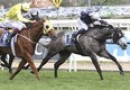 Fawkner draws “perfect” gate for Cox Plate