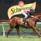 Punters concerned about comments on Moir Stakes favourite