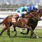 Cox Plate option kept open for filly Flit