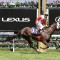 Likely Cox Plate Field – 2019