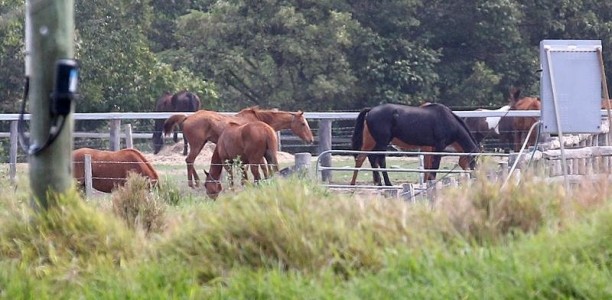 Horse welfare on ministers’ meeting agenda