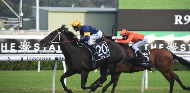 Premiere Stakes result could be Brutal for bookies