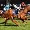 Dalasan heads odds for G1 Caulfield Guineas