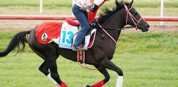 Star Japanese mare gearing up for the Cox Plate