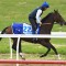Danceteria on song for Caulfield Stakes