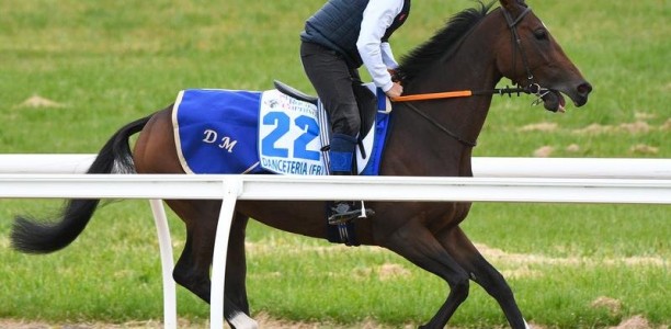 Danceteria on song for Caulfield Stakes