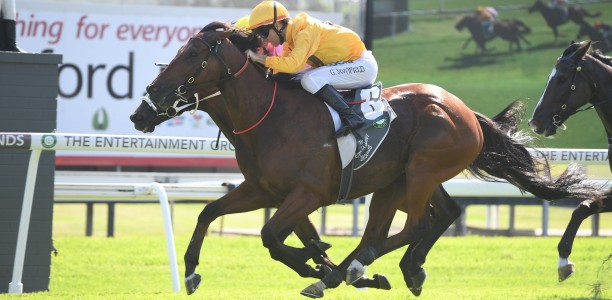 Goulburn Cup Field – 2019