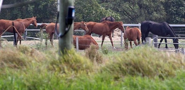 Racing NSW slams ABC’s racehorse cruelty story
