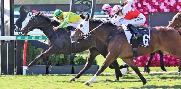 Epic Girl set to step-up in Spirit of Boom Classic