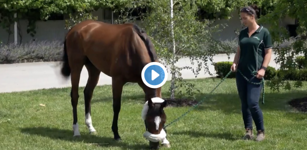 Rostropovich returns home after Melbourne Cup injury