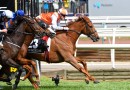 Vow And Declare owner to donate Melbourne Cup winnings
