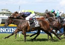 Siren’s Fury out to end drought in Festival Stakes