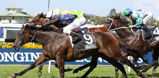 Siren’s Fury out to end drought in Festival Stakes