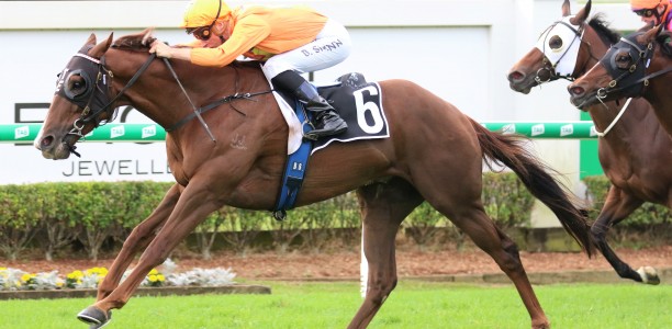 Magic Millions horses set to step out at trials