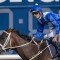 Champion mare Winx to be a mum
