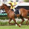 Gollan left with one Brisbane Hcp runner