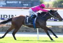 Flirtini short odds favourite in the AJ Scahill Stakes