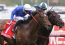 Long odds shots backed to win Kingston Town Classic