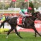 Cox Plate champ Lys Gracieux draws well in Arima Kinen