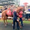 Horse scratched because the owner thought it was dead