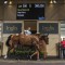 Deep Field colt tops Inglis Classic sale