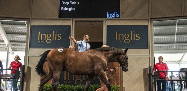 Deep Field colt tops Inglis Classic sale