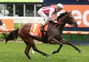 Super Seth to be set for G1 Futurity Stakes