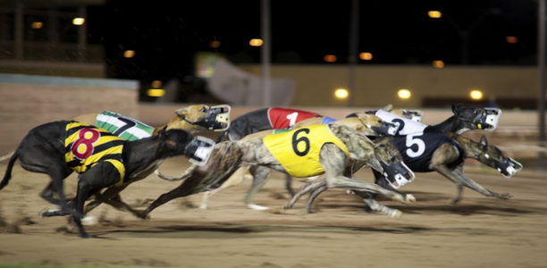 Greyhound virus not linked to humans