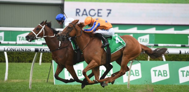 Te Akau Shark heads odds for Chipping Norton Stakes